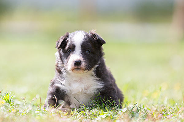 Border Collie pup teef