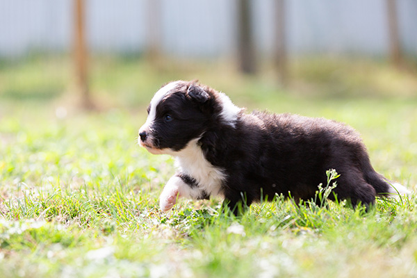 Border Collie pup teef