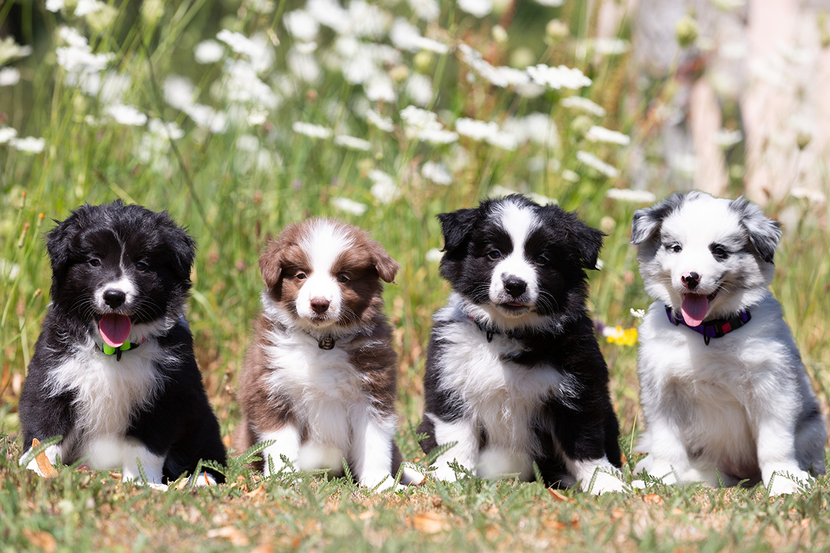 Border collie pups