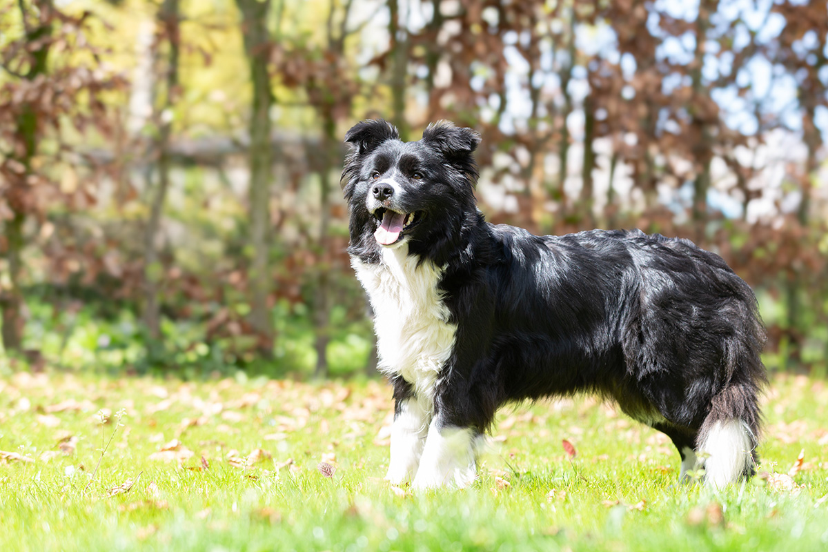 Border Collie teef Leia