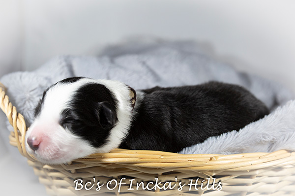 Border Collie pup reu