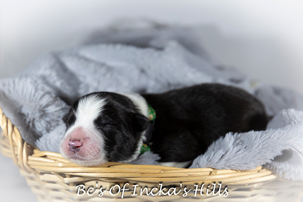 Border Collie pup reu